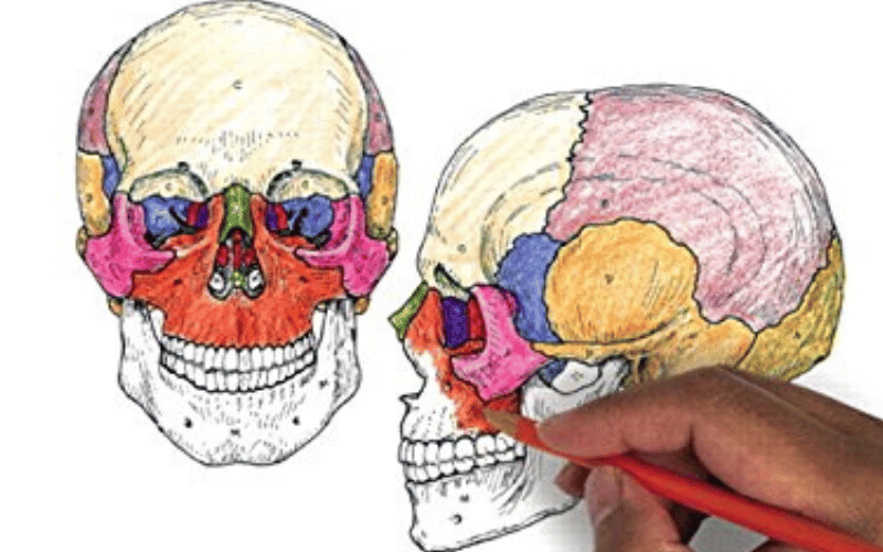 Best Anatomy Coloring Book collection
